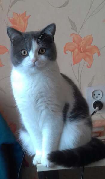 Без кота и жизнь не та! в Липецке фото 13