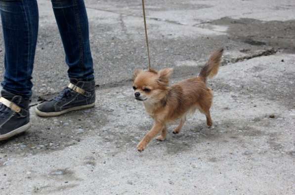 Дрессировка собак, корректировка поведения. в Новосибирске фото 4