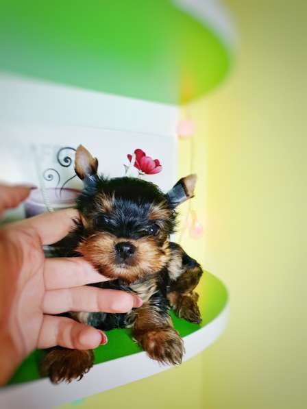 Yorkshire terrier puppy boy, girl, baby face
