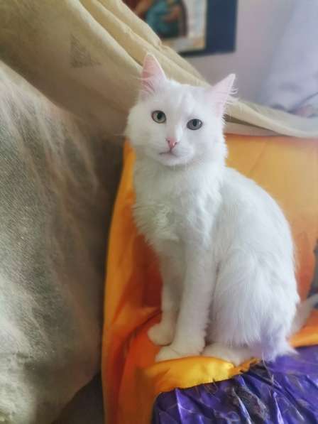 Кот в добрые руки. Пушистый Амур в Калуге фото 9
