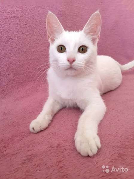 Кошечка-подросток Снежинка, ласковая девочка в дар