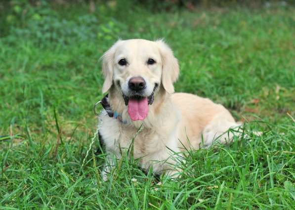 Золотистый ретривер Тиффани в добрые руки! в Москве фото 12