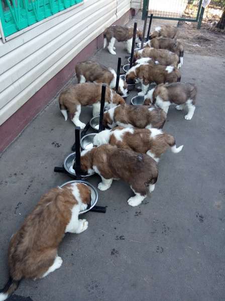 Щенки сенбернара в фото 81