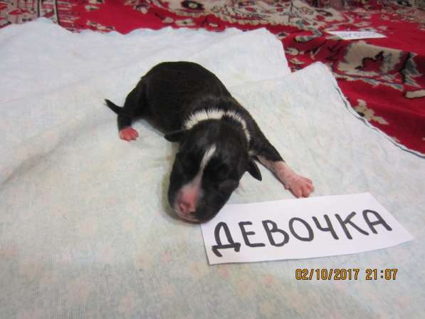 Щенки в Ульяновске фото 18