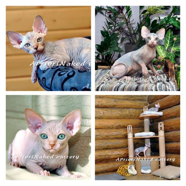 Канадские Сфинксы шоу качества в Москве