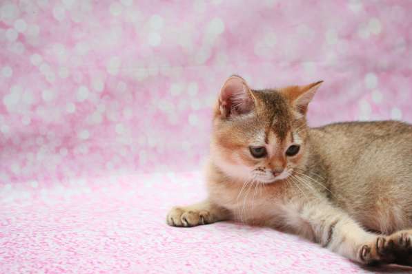 Кошечка Чара в Лобне фото 18