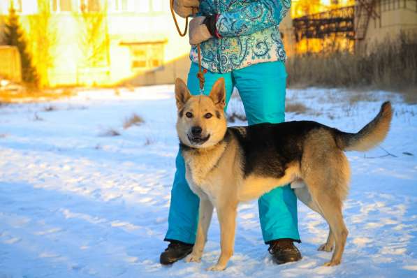 Городской, всему обученный пёс в Санкт-Петербурге фото 14