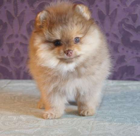 Шпицы мини мальчик и малая девочка