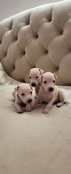 Левретка. Щенок. От супер-титулованной папы. Уникальных окра в Саратове фото 8