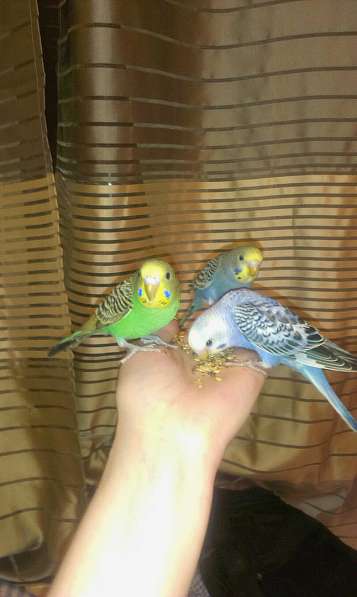 Волнистые попугаи(от Заводчика, самки) в Мытищи фото 3