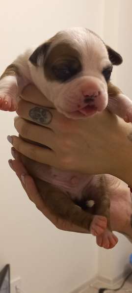 Шикарный рыжий мальчик аст резерв ркф в Москве фото 7