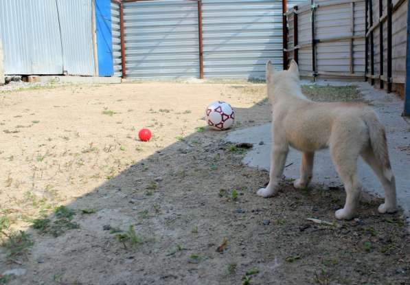 Продажа щенков Хаски в Новосибирске фото 30