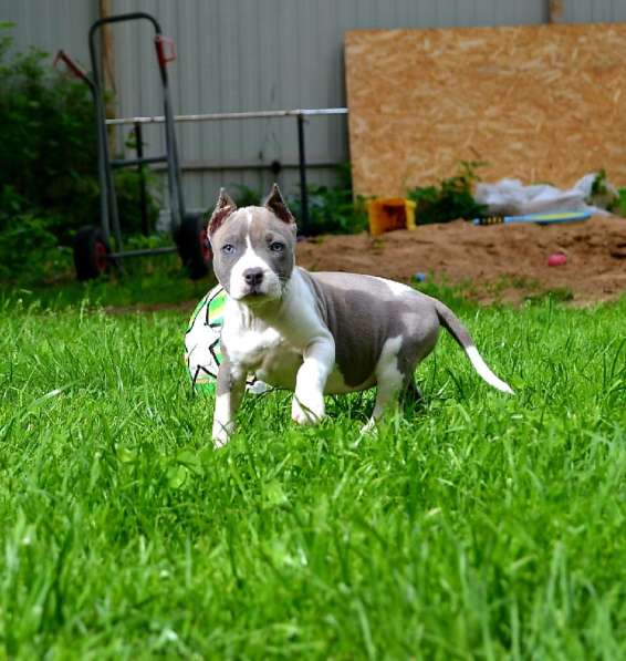 Шикарные милые щенки Амстаффа 2 месяца ркф в Москве фото 5