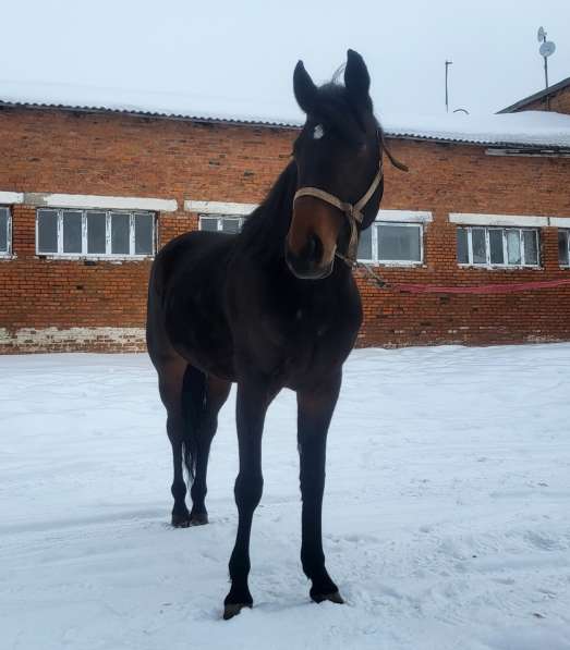 Продажа иноходца в фото 6