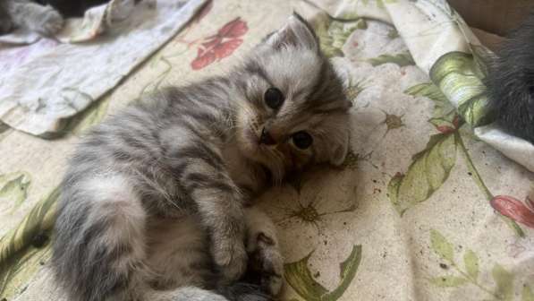 Котята с мамой вислоухой отдам бесплатно в Черкесске