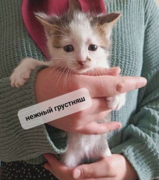 Котята в добрые руки в Воронеже фото 6