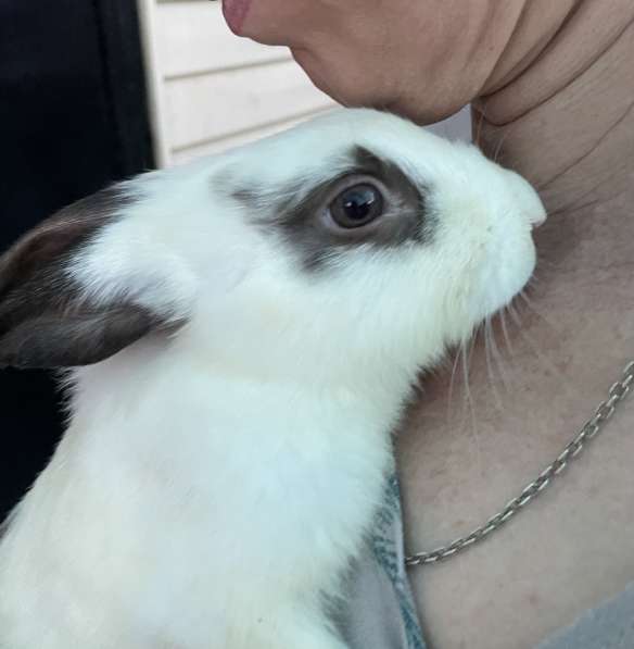 Декоративный кролик в Астрахани фото 5