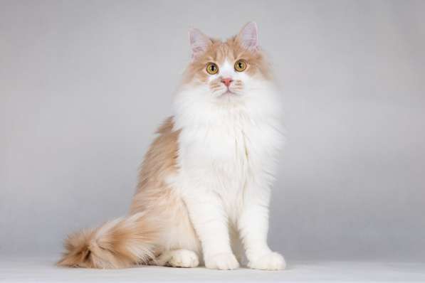 Пирожок - котик, который улыбается в Москве фото 9