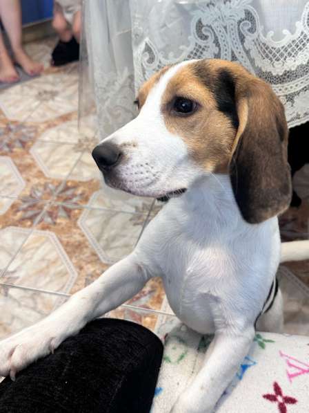 Бигель в Уфе