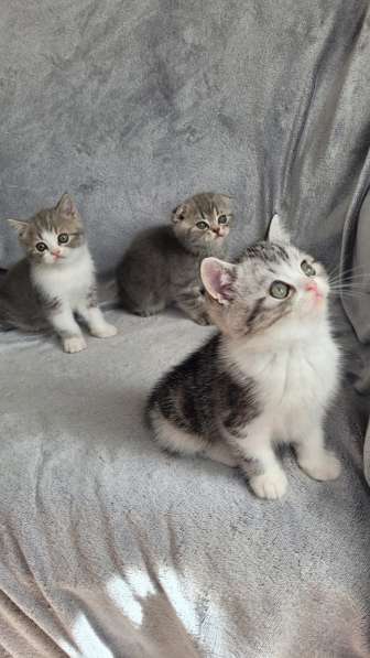Котята шотландские Scottish Fold/Straight в фото 4