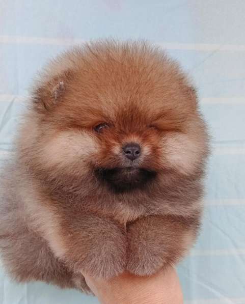 Pomeranski Mini Shpic Pomeranian Spitz Померанские Мини шпиц в фото 15