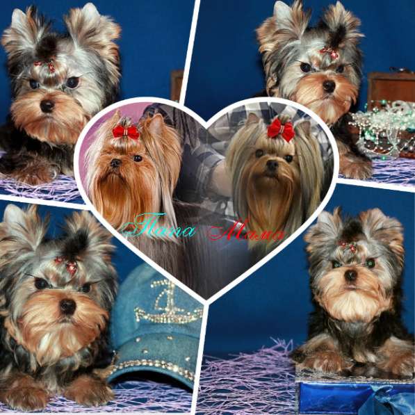 Мальчик Йорк от чемпионов