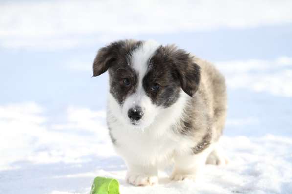 Вельш корги кардиган в Москве фото 4