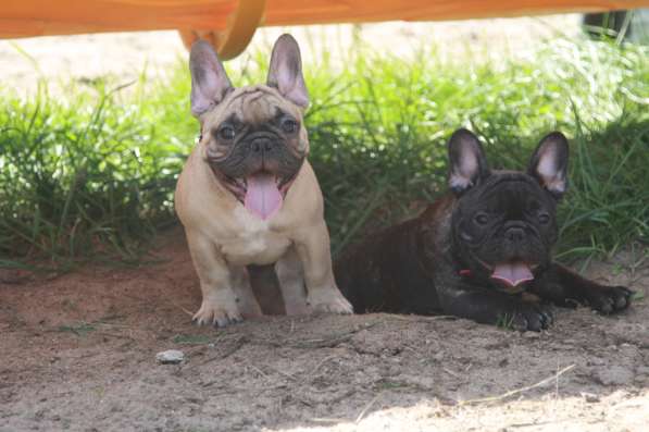 Французский бульдог щенки в Москве фото 7