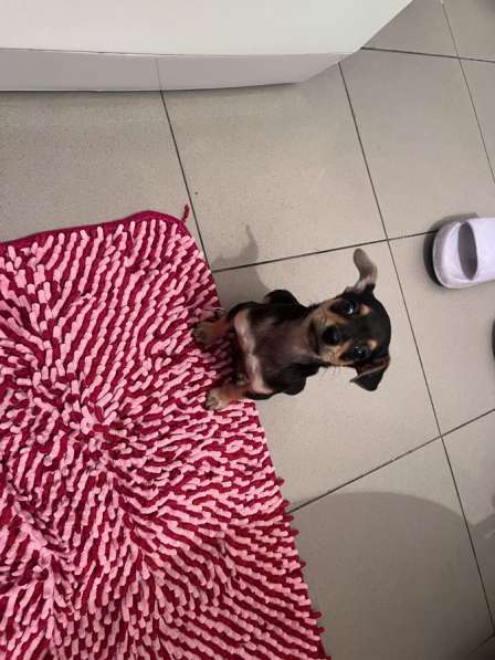 Мини той терьер в Краснодаре фото 4