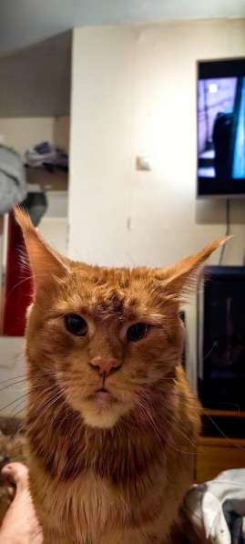 Котята мейн-кун в Чехове фото 8