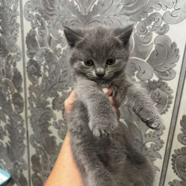 Продам шатдандец прямоухий мальчик