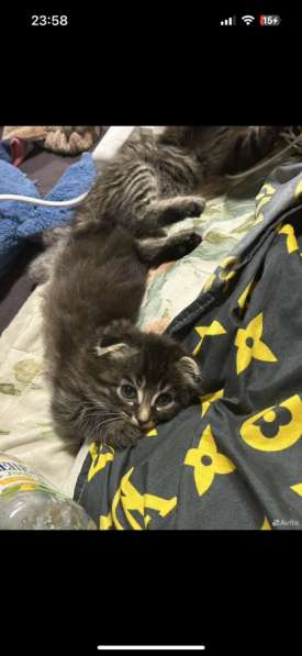 Шотландские вислоШотландские вислоухие котята короткохвостые в Нижневартовске фото 4