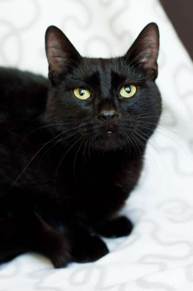 Ласковый Тихон в 