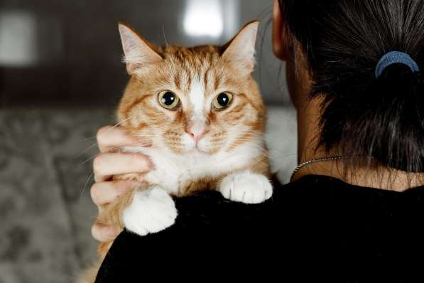 Солнечная кошечка Шани ищет дом в Москве