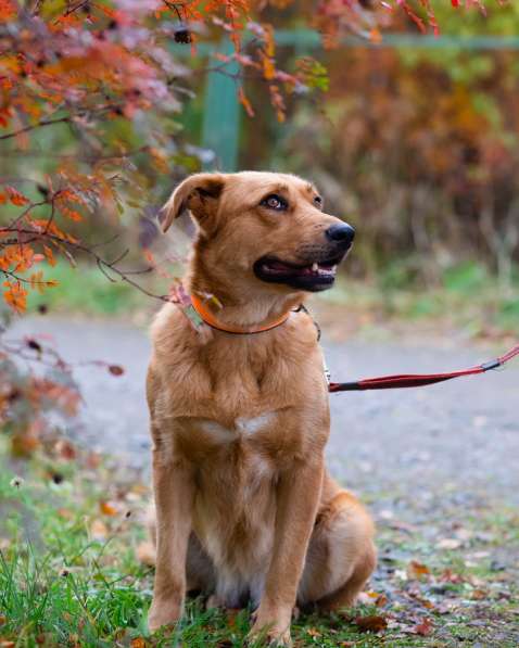 Мягкая и послушная молодая собака ищет дом в Санкт-Петербурге фото 6