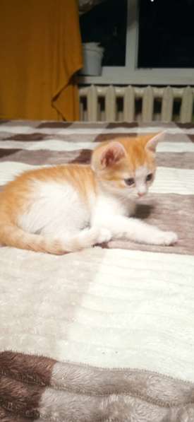 Отдам в хорошие руки котят