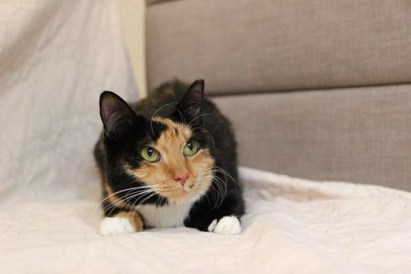 Трёхцветная красавица Лапушка в дар! в фото 7