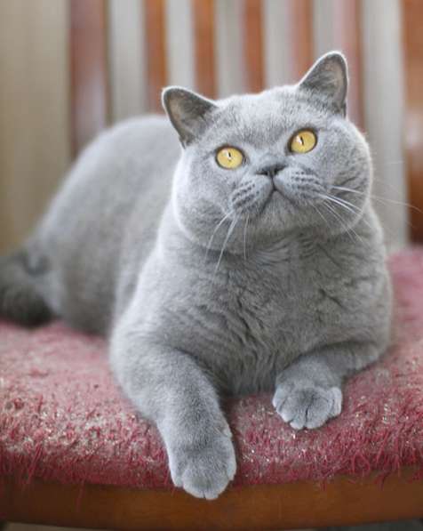 Британские котята голубого окраса, купить в Москве