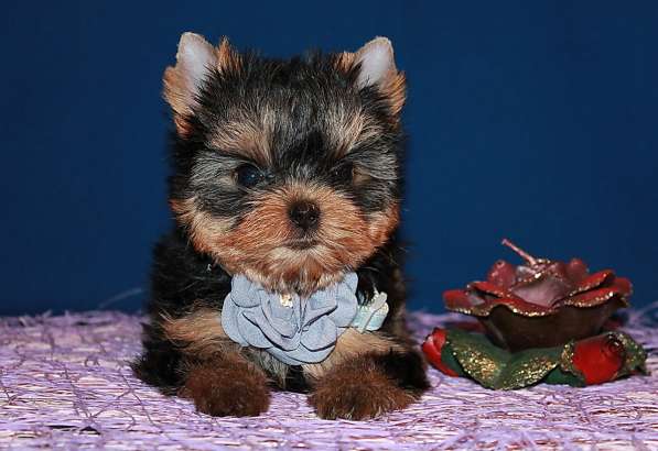 Маленькая девочка Йоркширского терьера в Москве фото 4