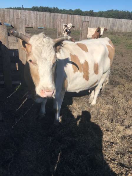Продам дойную корову в Белогорске