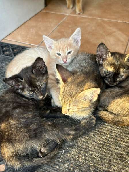 Отдам котят в добрые руки! в Самаре фото 5