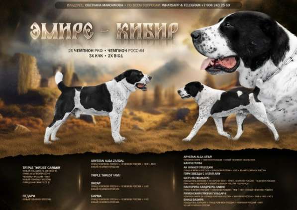 Среднеазиатская овчарка, щенки в Санкт-Петербурге фото 3