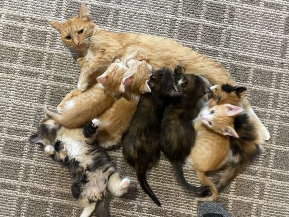 Отдам котенка в добрые, заботливые руки