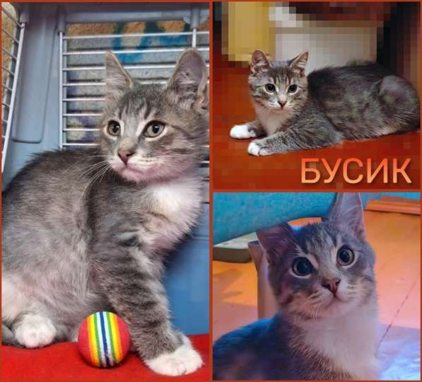 Котёнок БУСИК даром