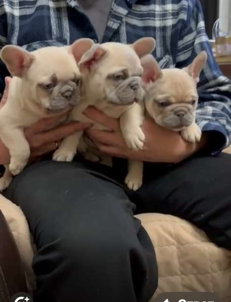 Французский бульдог щенки