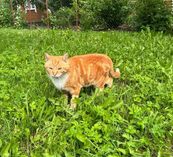 Умный рыжий котик для загородного дома в Санкт-Петербурге фото 6