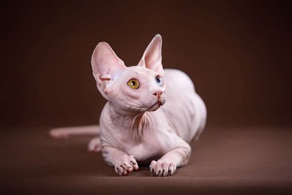 Котята Эльф, Бамбино, сфинкс в Санкт-Петербурге фото 12