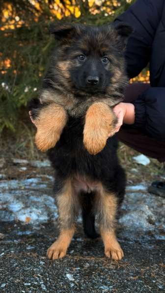 Щенки немецкой овчарки с документами, чистокровные