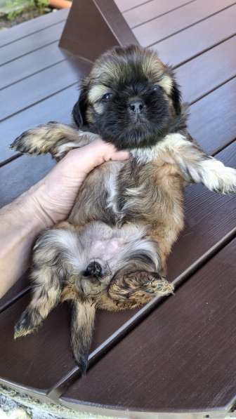 Чистокровные щенки Ши-Тцу в фото 8