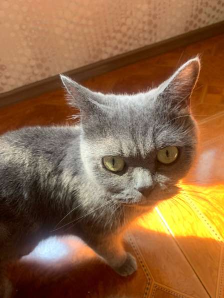 Котята в добрые руки в Благовещенске фото 6
